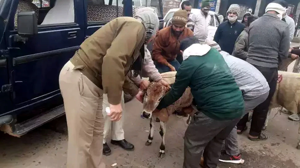 Photo of ठंड में ठिठुर रही गायों को पुलिस के जवानों ने ओढ़ाए जूट के बोरे; दिल छू लेने वाली है असलियत…