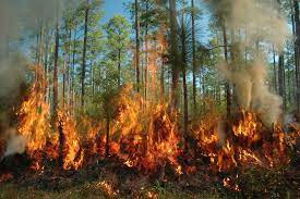 Photo of पौड़ी के जंगलों पर सूरज उगल रहा आग, वन संपदा जलकर हो रही खाक