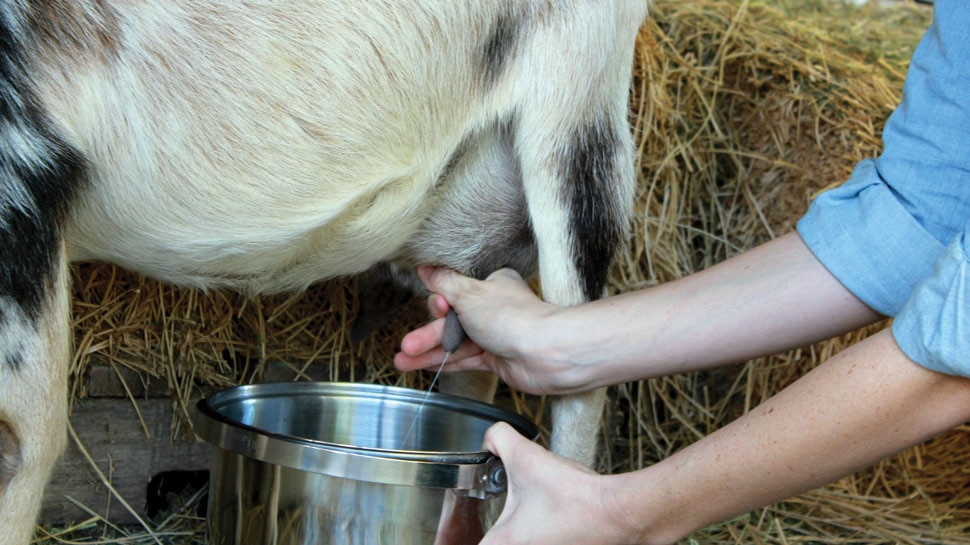 Is goat milk healthier than cow and buffalo? know the reality