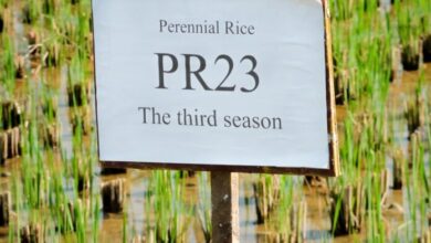 Photo of चावल की नई किस्म बनाया चीन, एक बार डालें बीज और 8 साल तक काटें फसल
