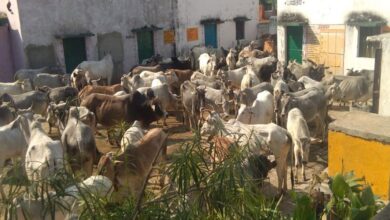 Photo of उन्नाव : कम छमता वाले गौशाला में किसानों ने बंद किये आवारा जानवर