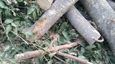 Photo of जौनपुर : धमकियों के बल पर वनविभाग के कर्मचारी उठा ले गए कटा हुआ सूखा पेड़