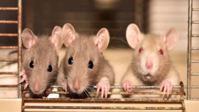Photo of चूहे पकड़ने की सरकारी नौकरी, 1.3 करोड़ है सैलरी, जानें कौन कर सकता है अप्लाई