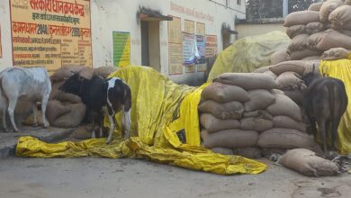 Photo of गोरखपुर : धान क्रय केंद्र के बाहर खुले में रखा धान पशुओं का बना दावत