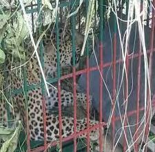 Photo of बहराइच : वन विभाग के पिंजरे में कैद हुई मादा तेंदुआ