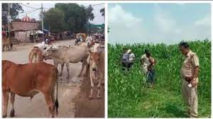 Photo of कानपुर : गेहूं के खेत में गोकशी के पड़े अवशेष को पुलिस ने फावड़े से दबवाए