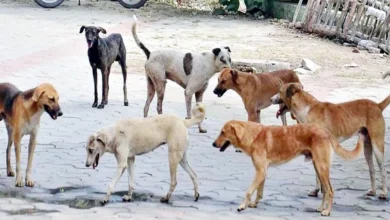 Photo of गोंडा : नवोदय परीक्षा देने आये छात्र को कुत्ते ने काटा, इलाके में मचा हड़कंप