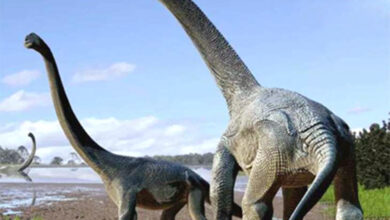 Photo of लंबी गर्दन वाले डायनासोर के जीवाश्म की खोज का दावा, पढ़े ये चौका देने वाली रिपोर्ट