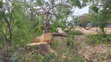 Photo of फतेहपुर : फलदार पेड़ काटने का विरोध किया तो कर दी गई जमकर पिटाई