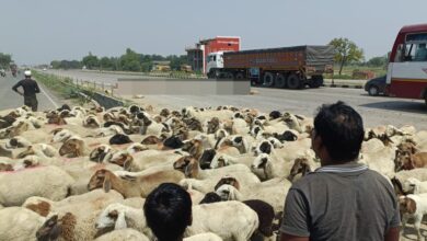 Photo of फतेहपुर : ट्रक की चपेट में आने से दो दर्जन से ज्यादा भेड़ों की हुई मौत