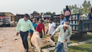 Photo of लखीमपुर : अब नहीं दिखाई पड़ेंगे बेसहारा गौवंशीय पशु, गौवंश संरक्षण अभियान शुरू- खण्ड विकास अधिकारी