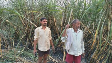 Photo of फतेहपुर : विद्युत विभाग की लापरवाही किसानों पर पड़ी भारी, जर्जर तार की चिंगारी से 3 बीघा गन्ने की फसल जली