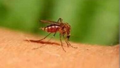Photo of बहराइच : समय रहते पहचाने डेंगू के सामान्य और गंभीर लक्षण– सीएमओ